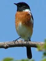 Stone Chat Stone Chat